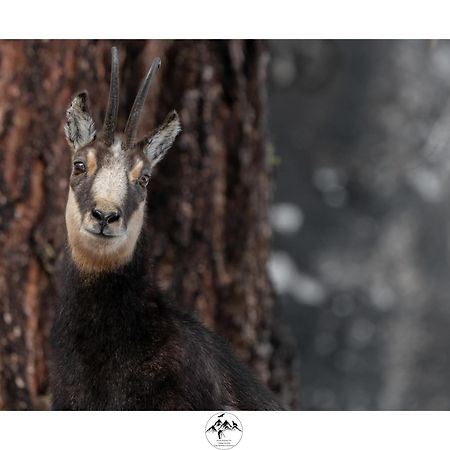 Appartamento Lo Bou Valsavarenche Exteriör bild