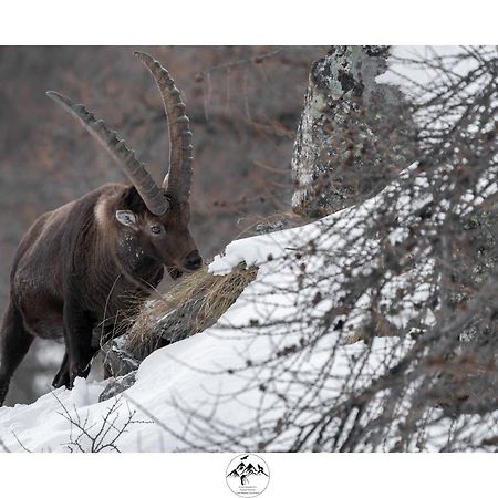 Appartamento Lo Bou Valsavarenche Exteriör bild